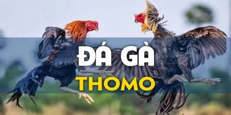 Khái quát về đá gà Thomo M88